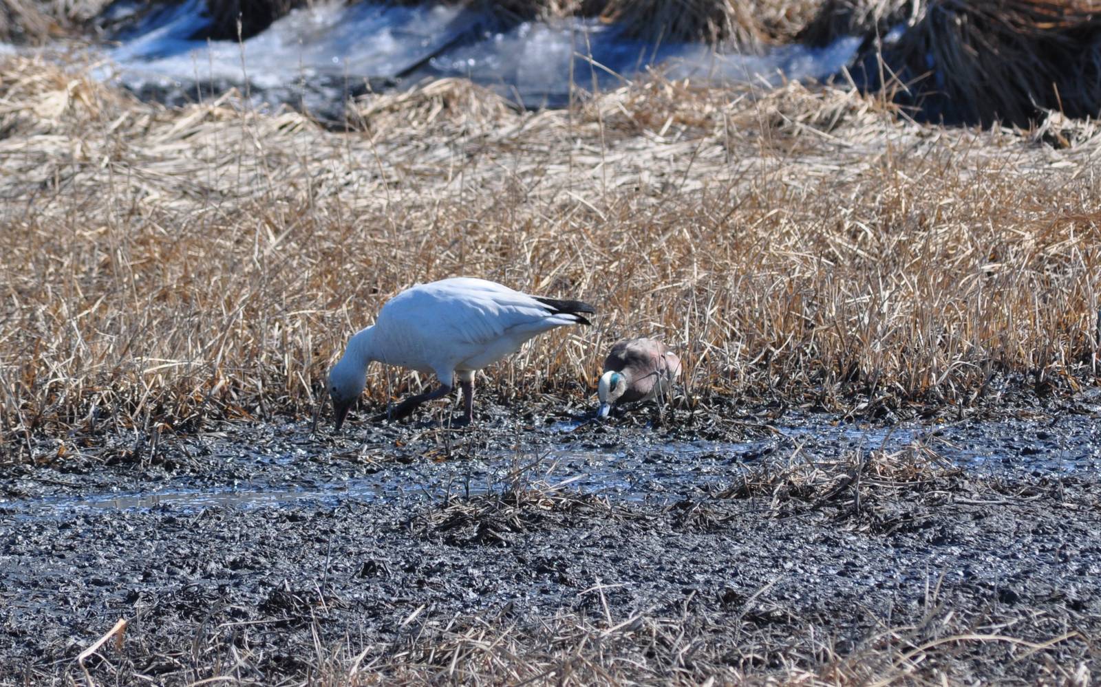 Snow Goose and American Widgeon - Alaska (Potter Marsh)