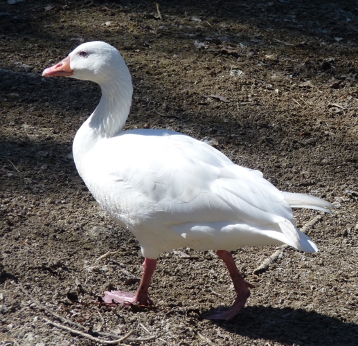 Snow goose (Anser caerulescens)