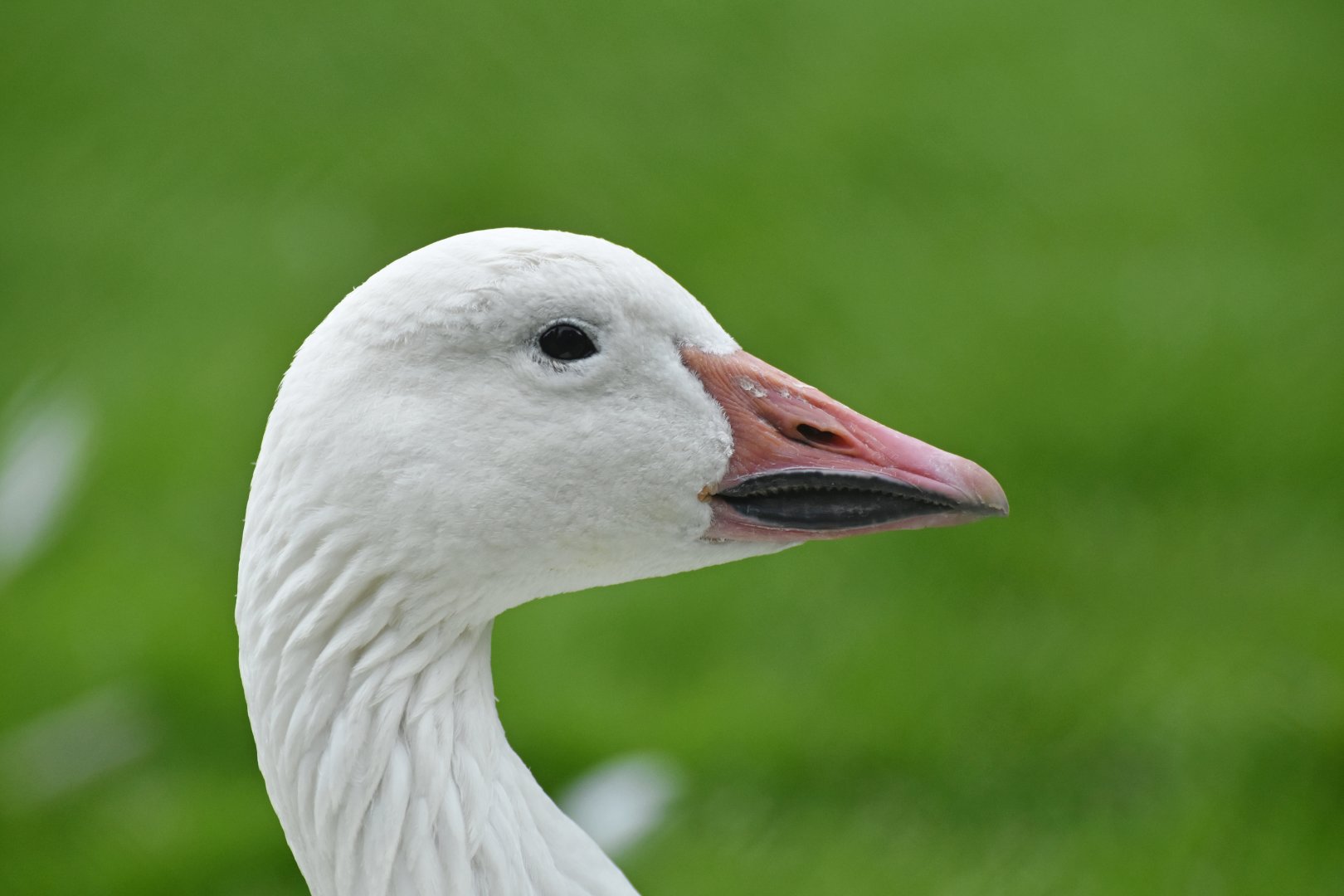 Snow Goose Anser caerulescens
