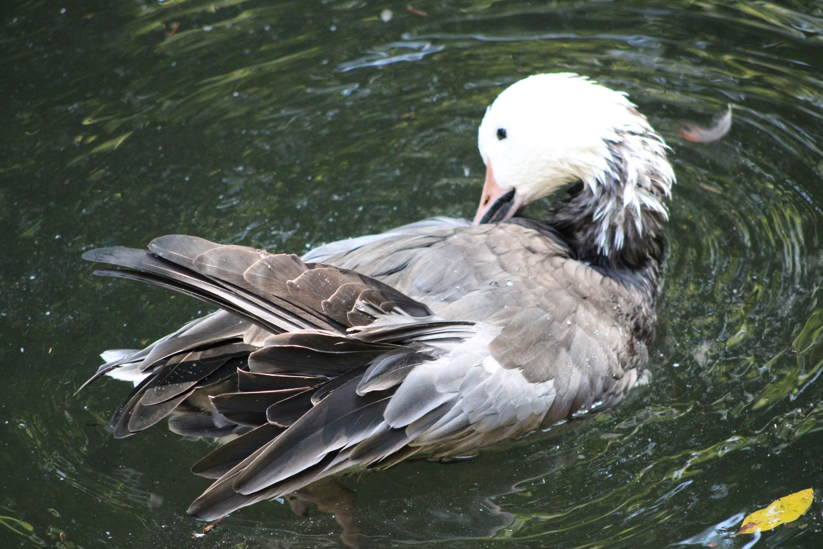 Snow Goose (Anser caerulescens)