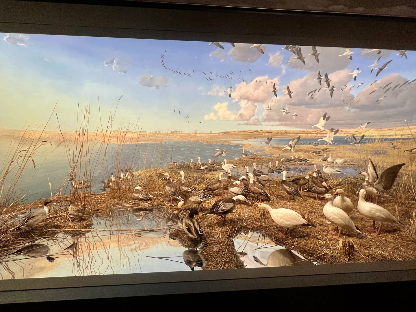 Snow Goose Diorama