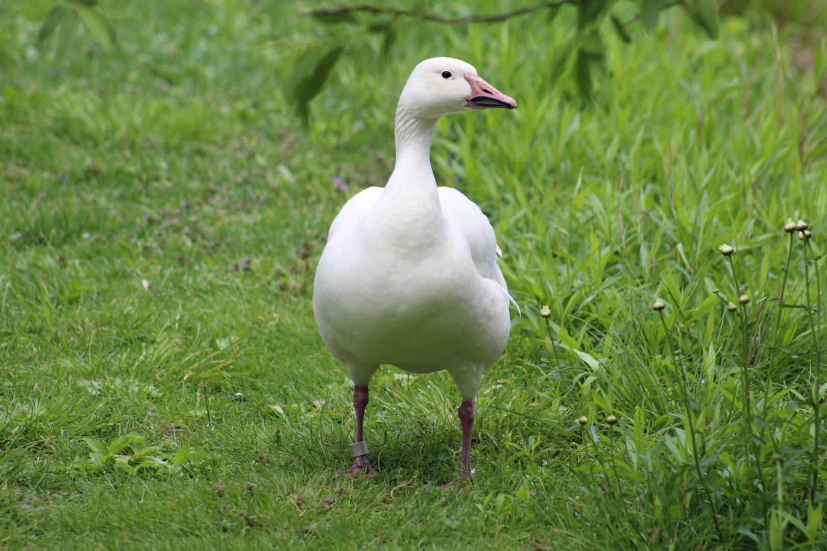 Snow Goose ID?