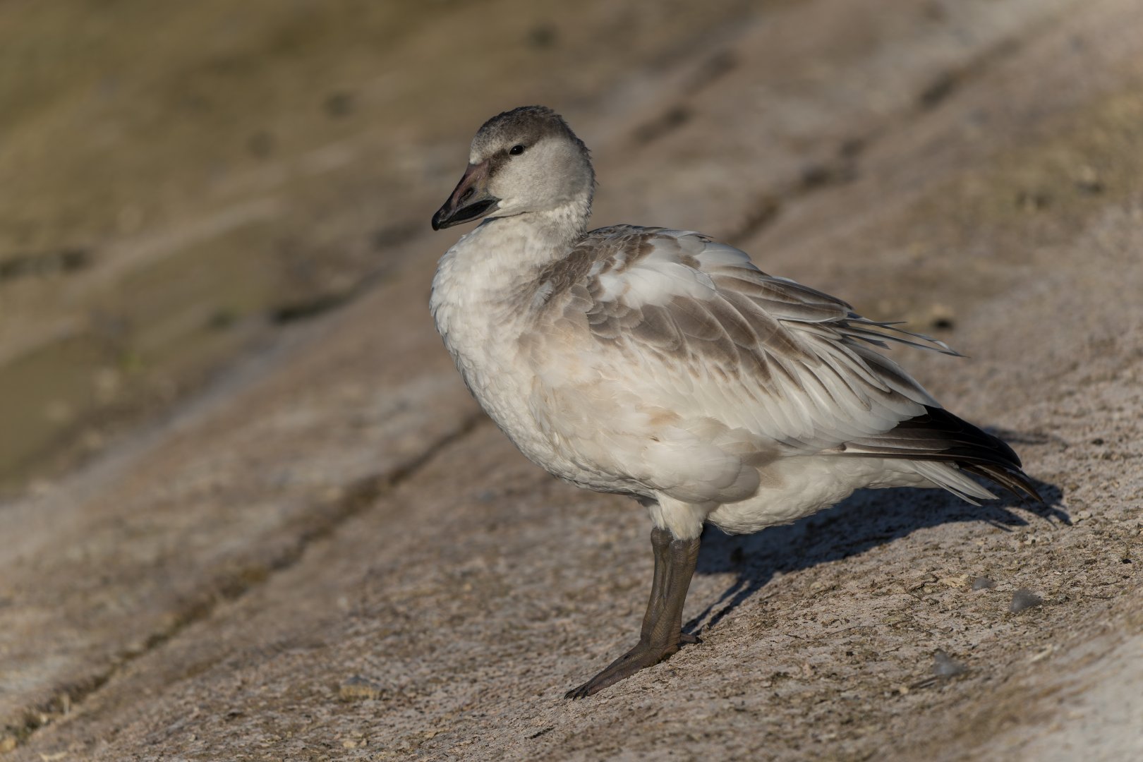 Snow Goose Juvenile (wild) UK