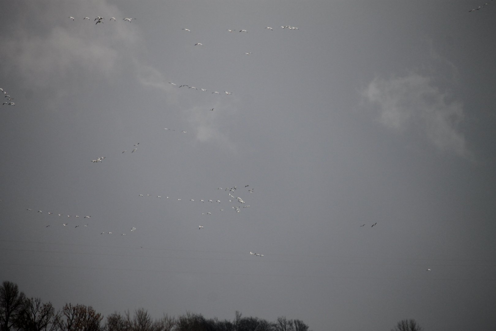 Snow Goose Migration (Anser caerulescens)