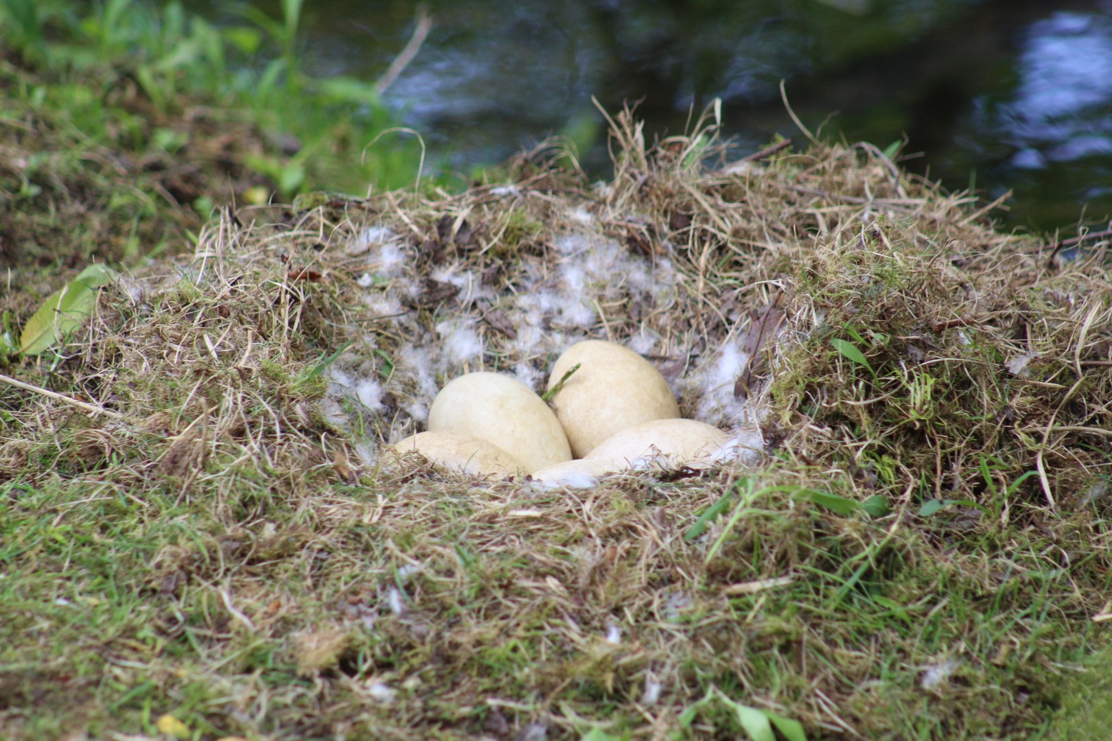 Snow Goose Nest