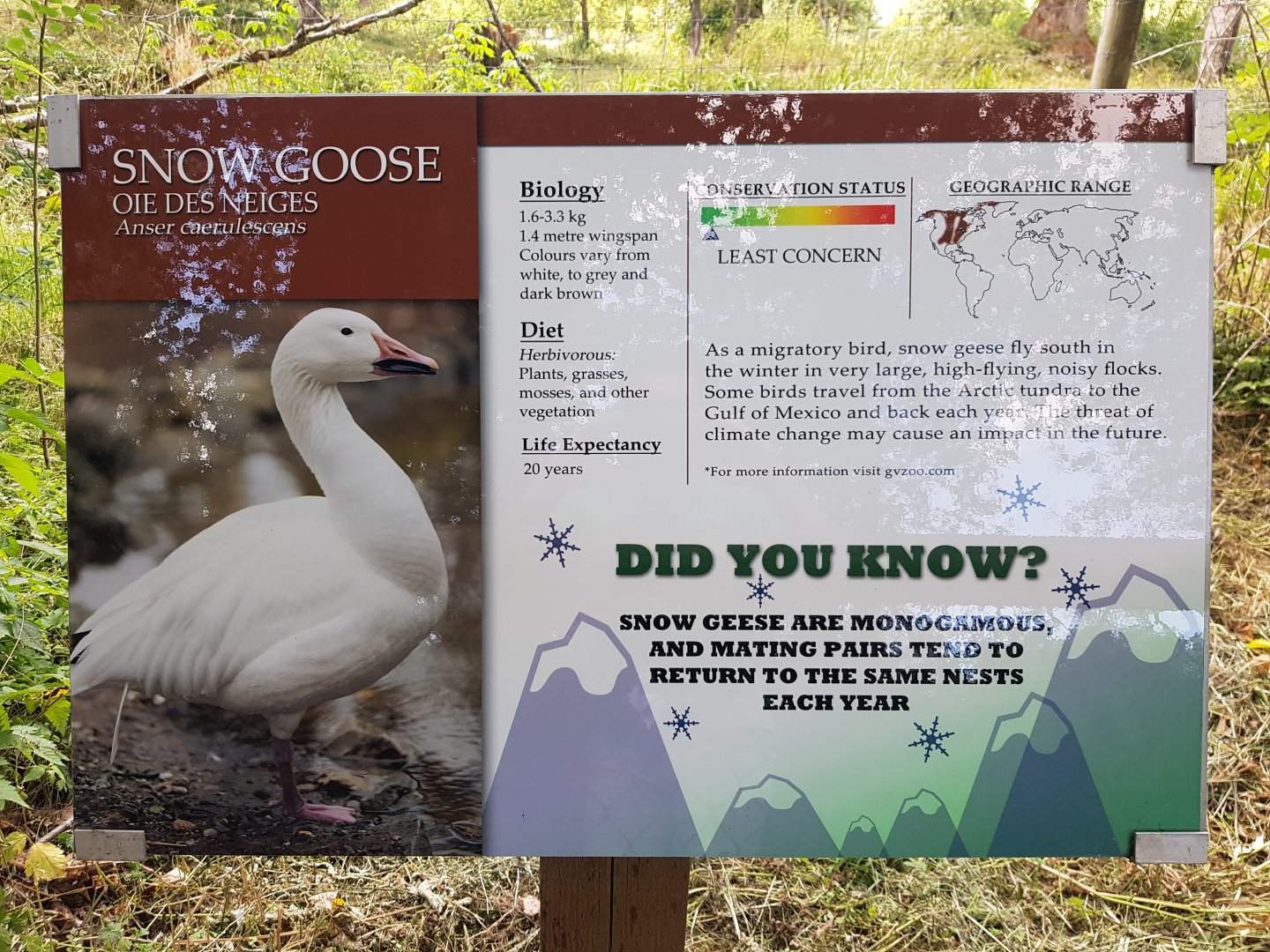 Snow Goose Sign