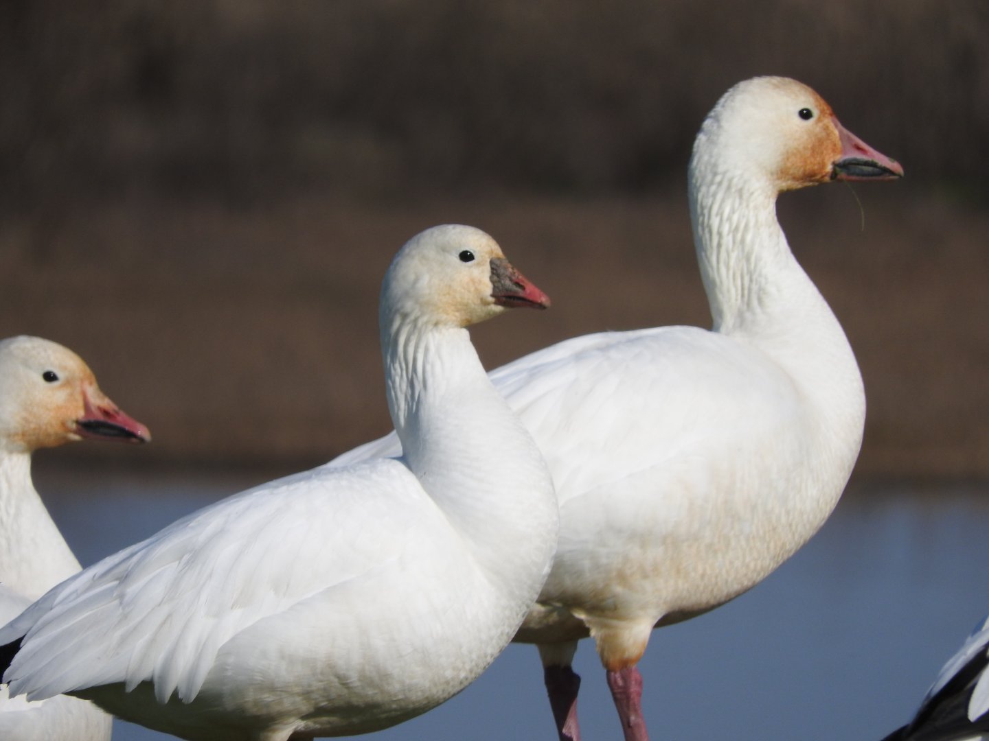 Snow Goose vs Ross's Goose