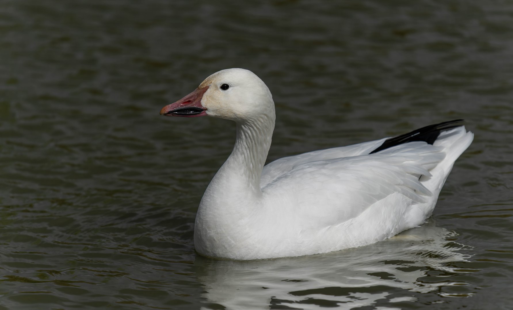 Snow goose, WWT Slimbridge, UK