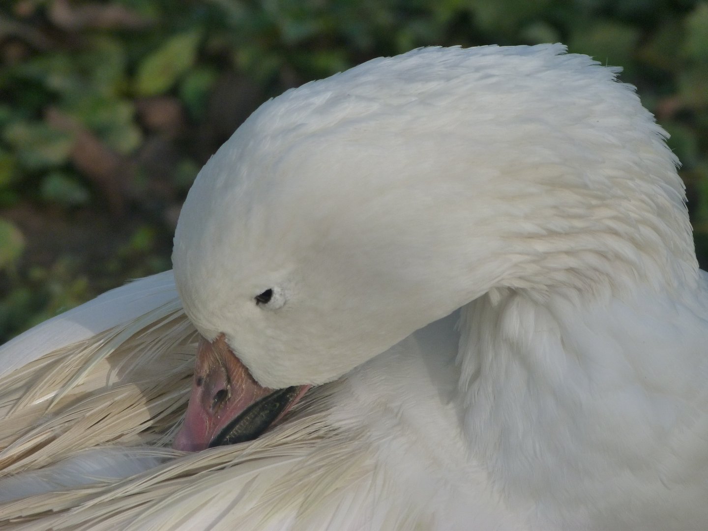 Snow goose -Zoo de Santillana del Mar (2024)