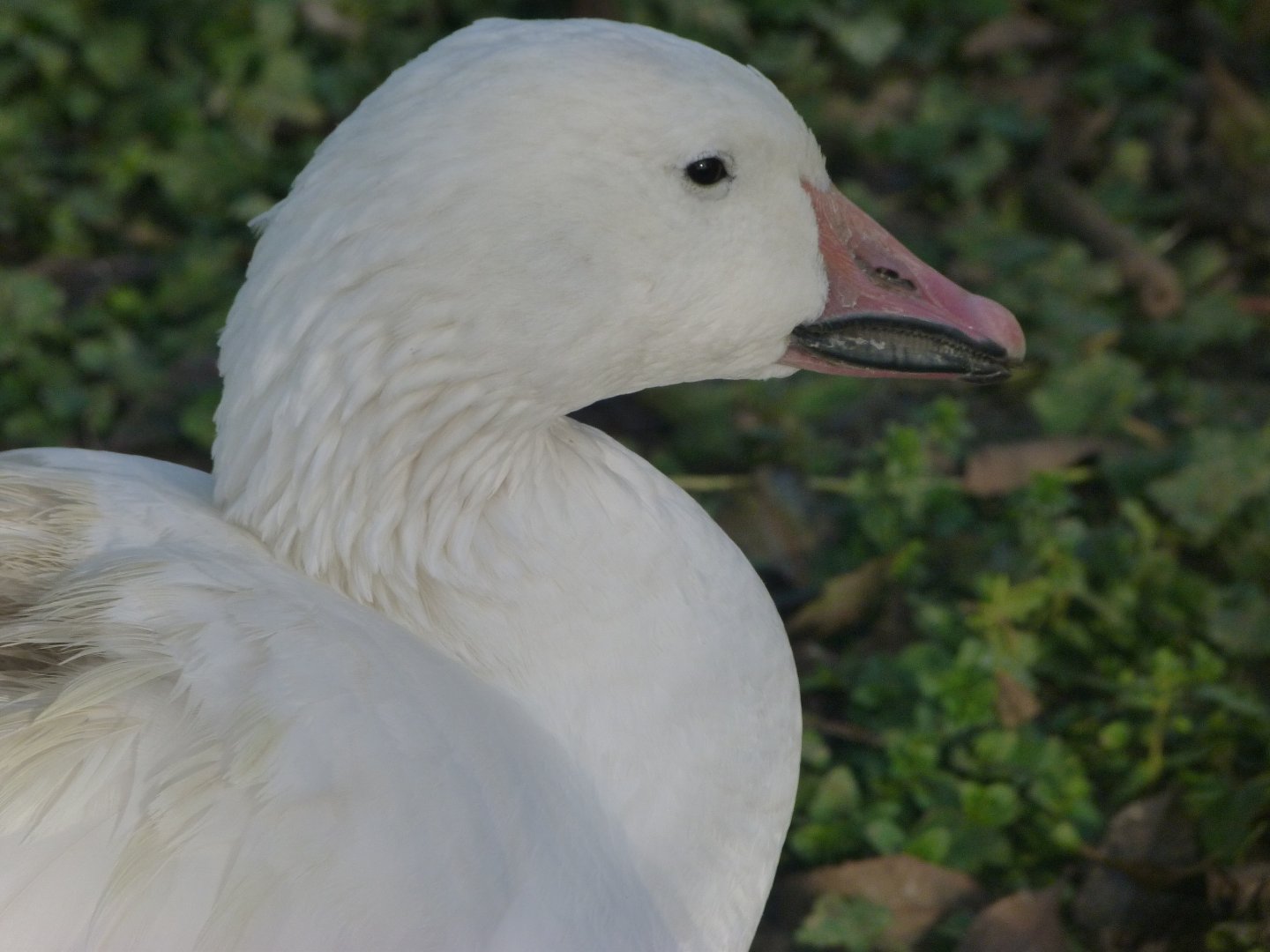Snow goose -Zoo de Santillana del Mar (2024)