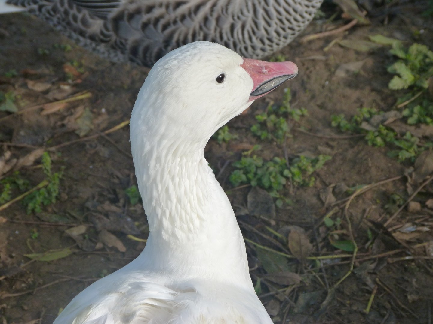 Snow goose -Zoo de Santillana del Mar (2024)