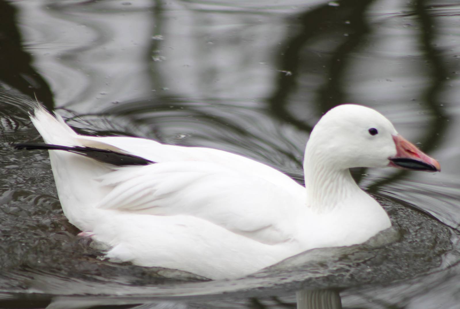 snow goose