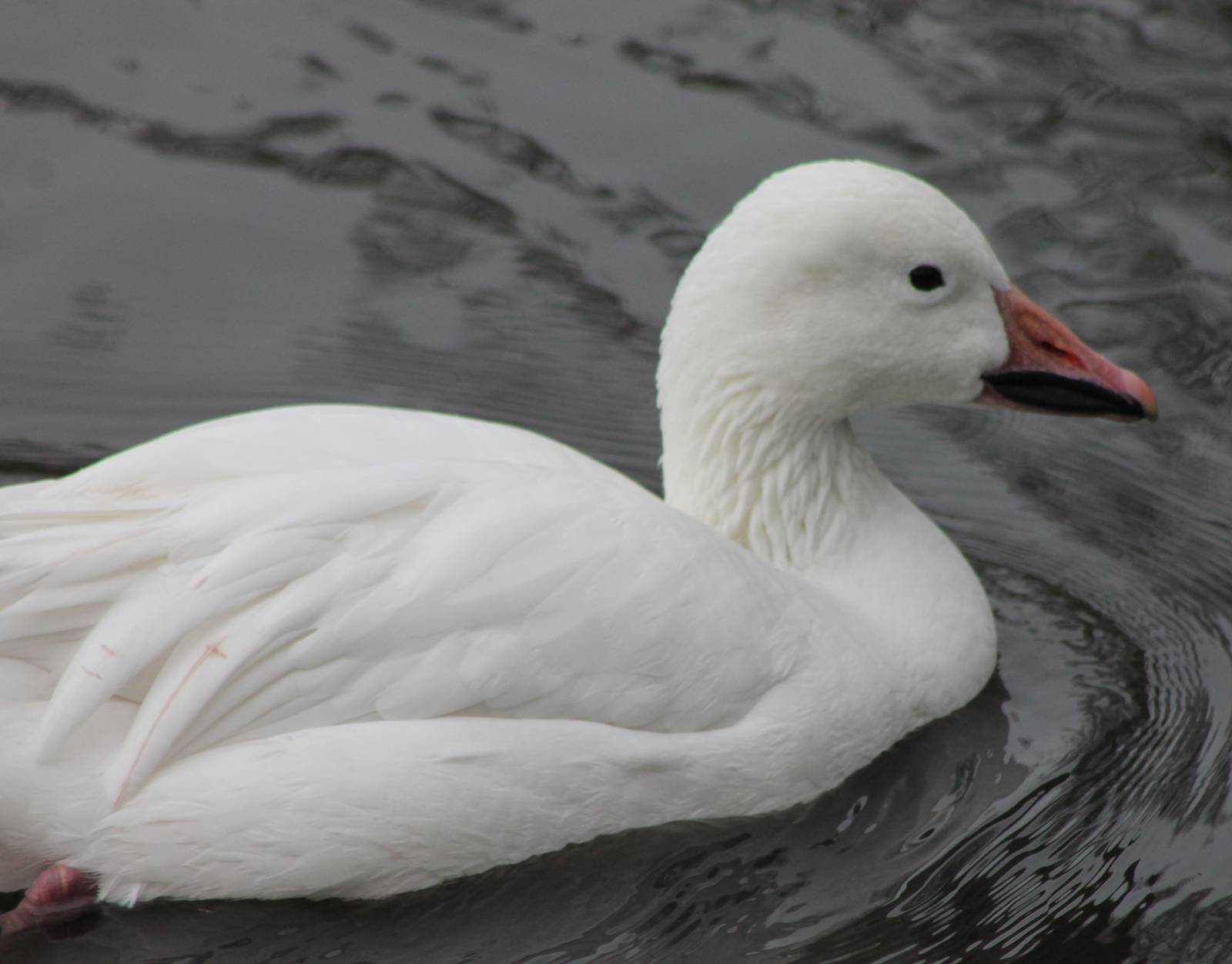 Snow goose