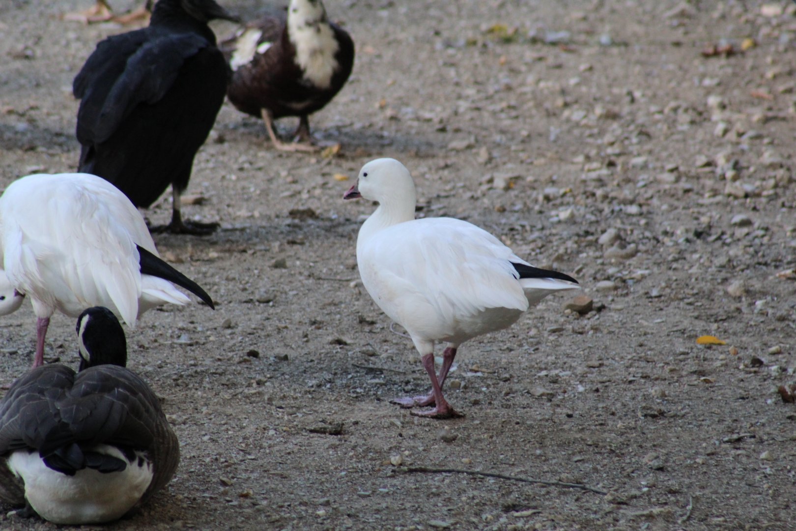 Snow Goose