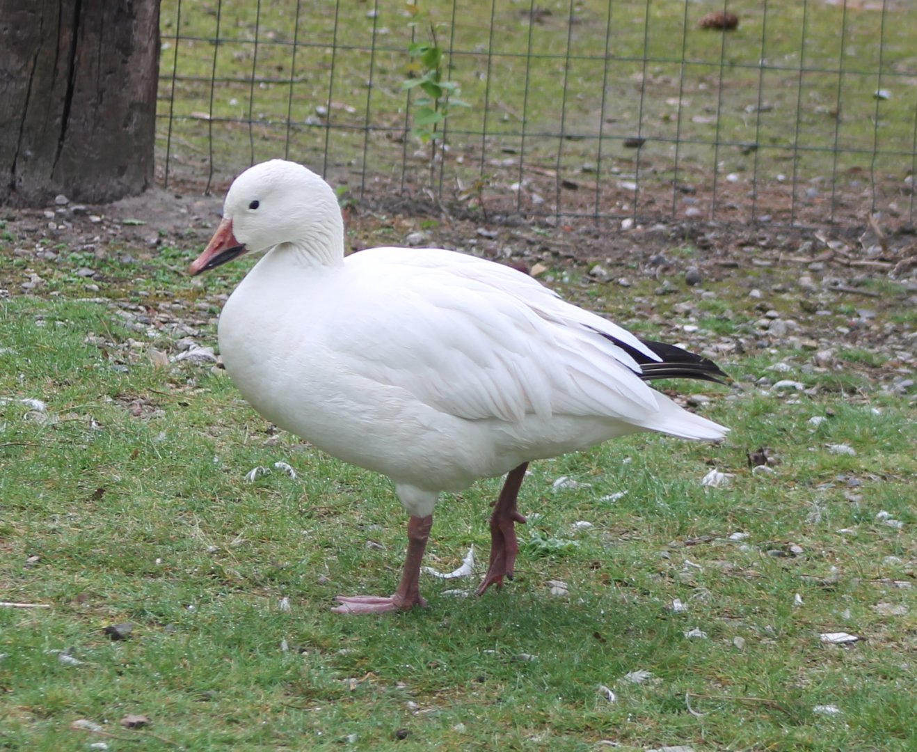 Snow goose