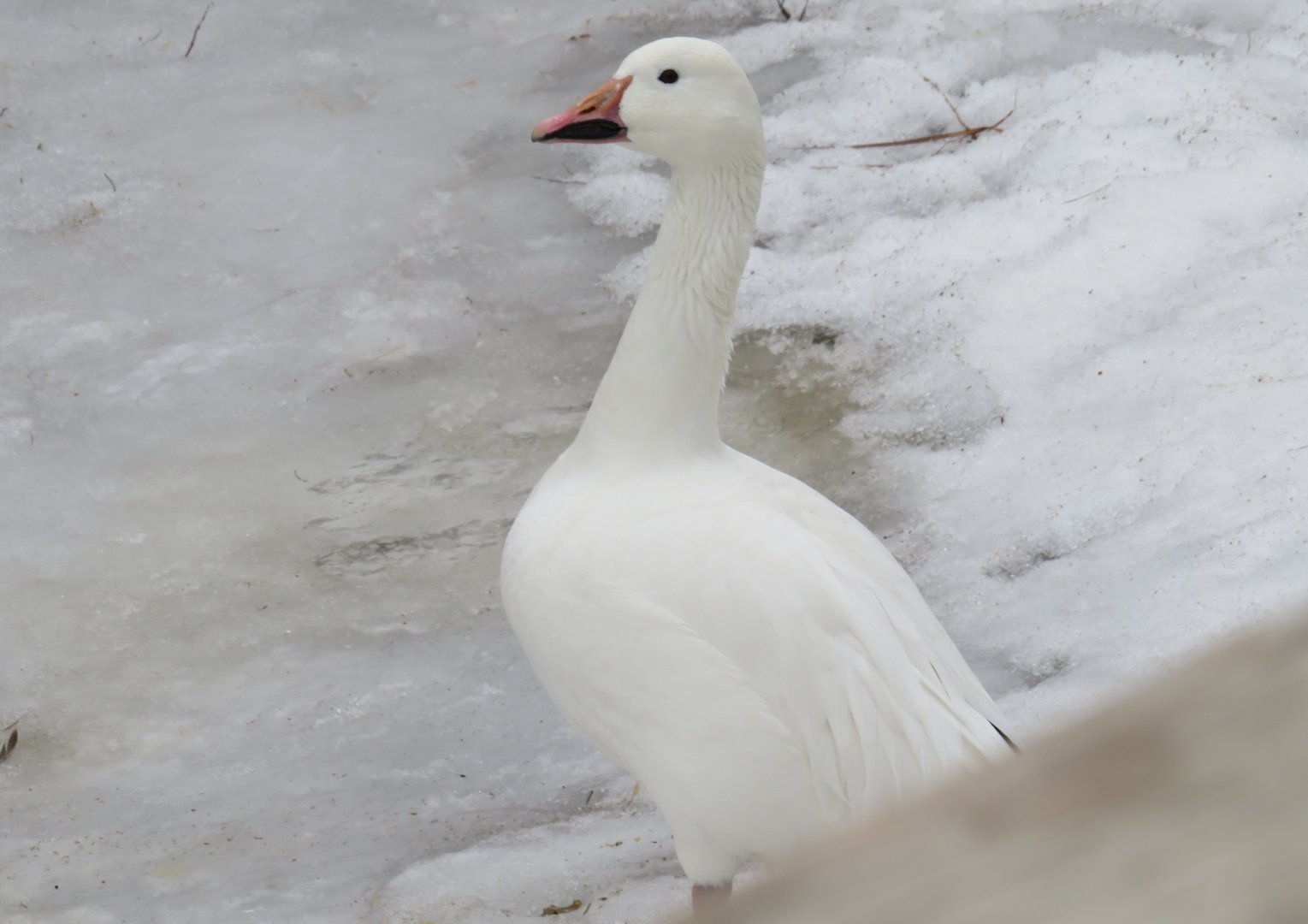 Snow goose