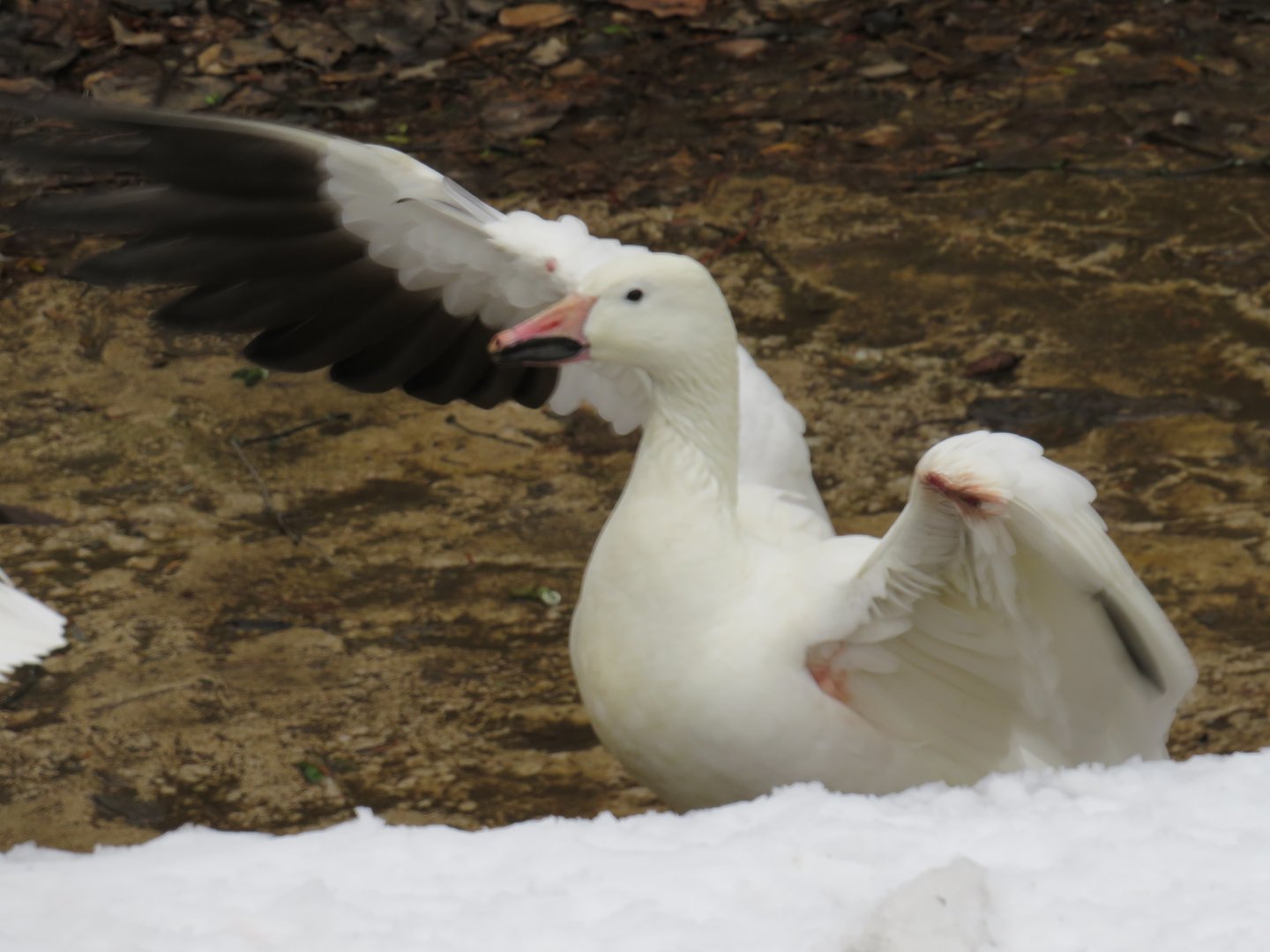 Snow goose