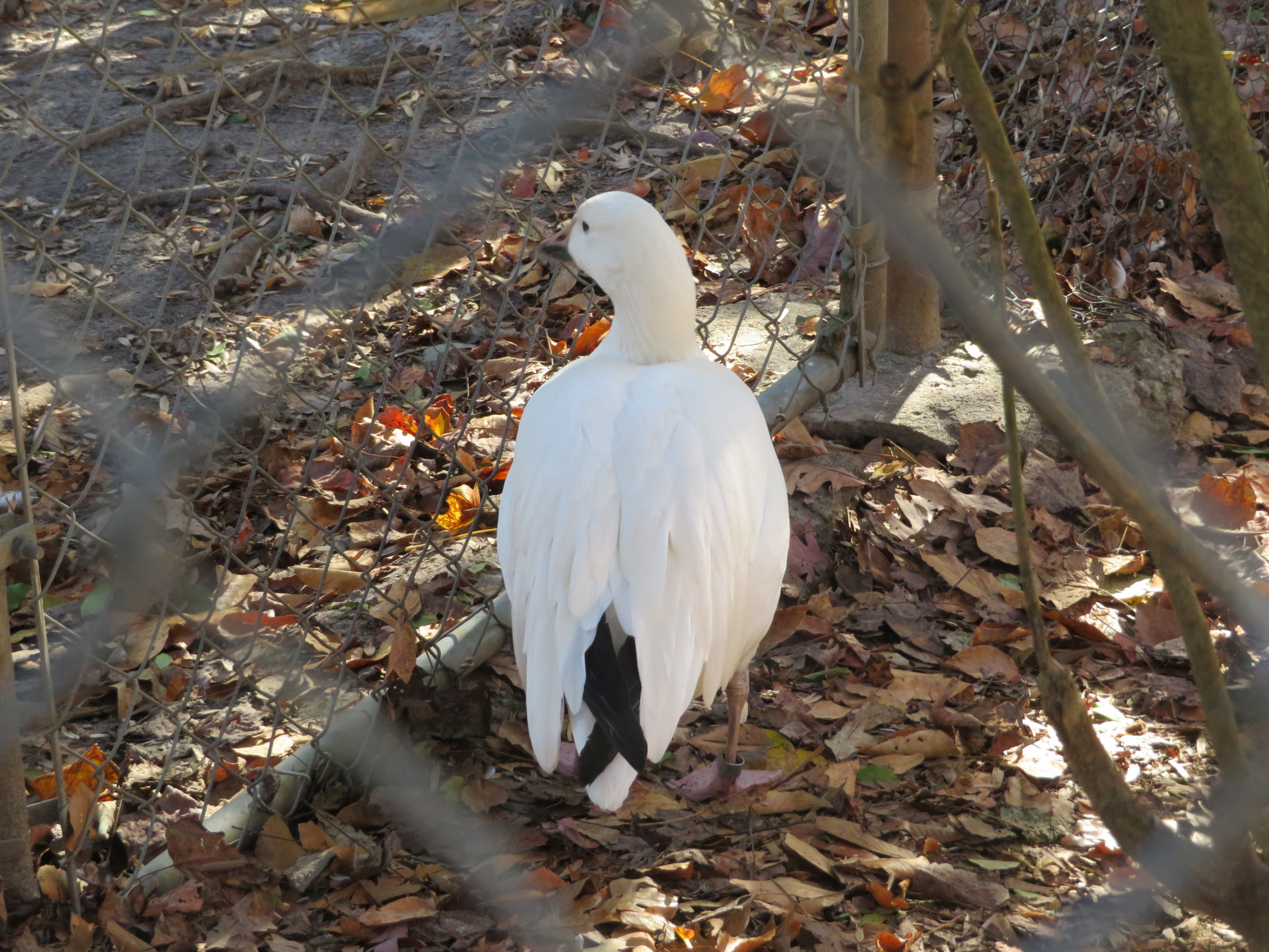 Snow Goose