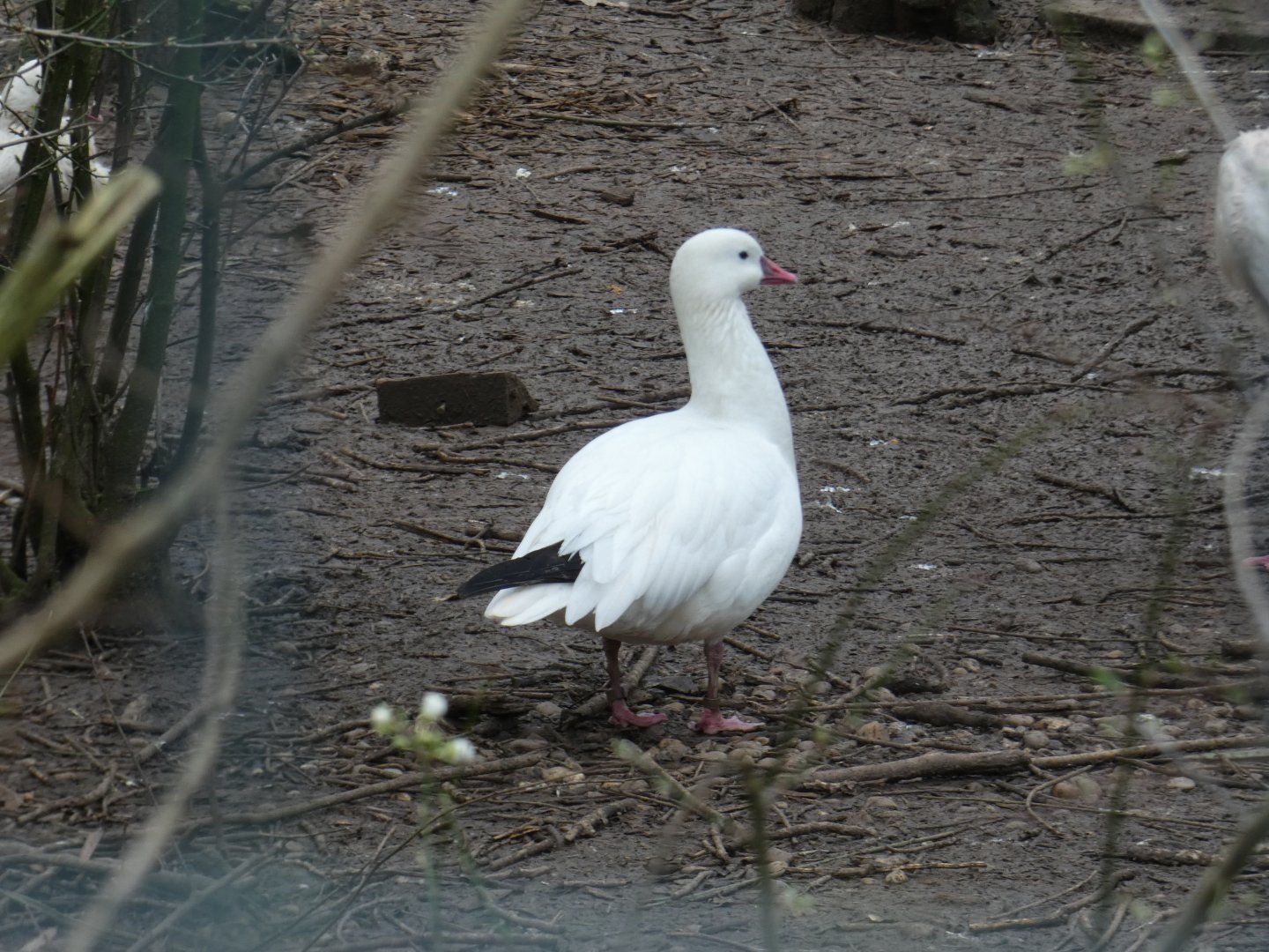 Snow goose