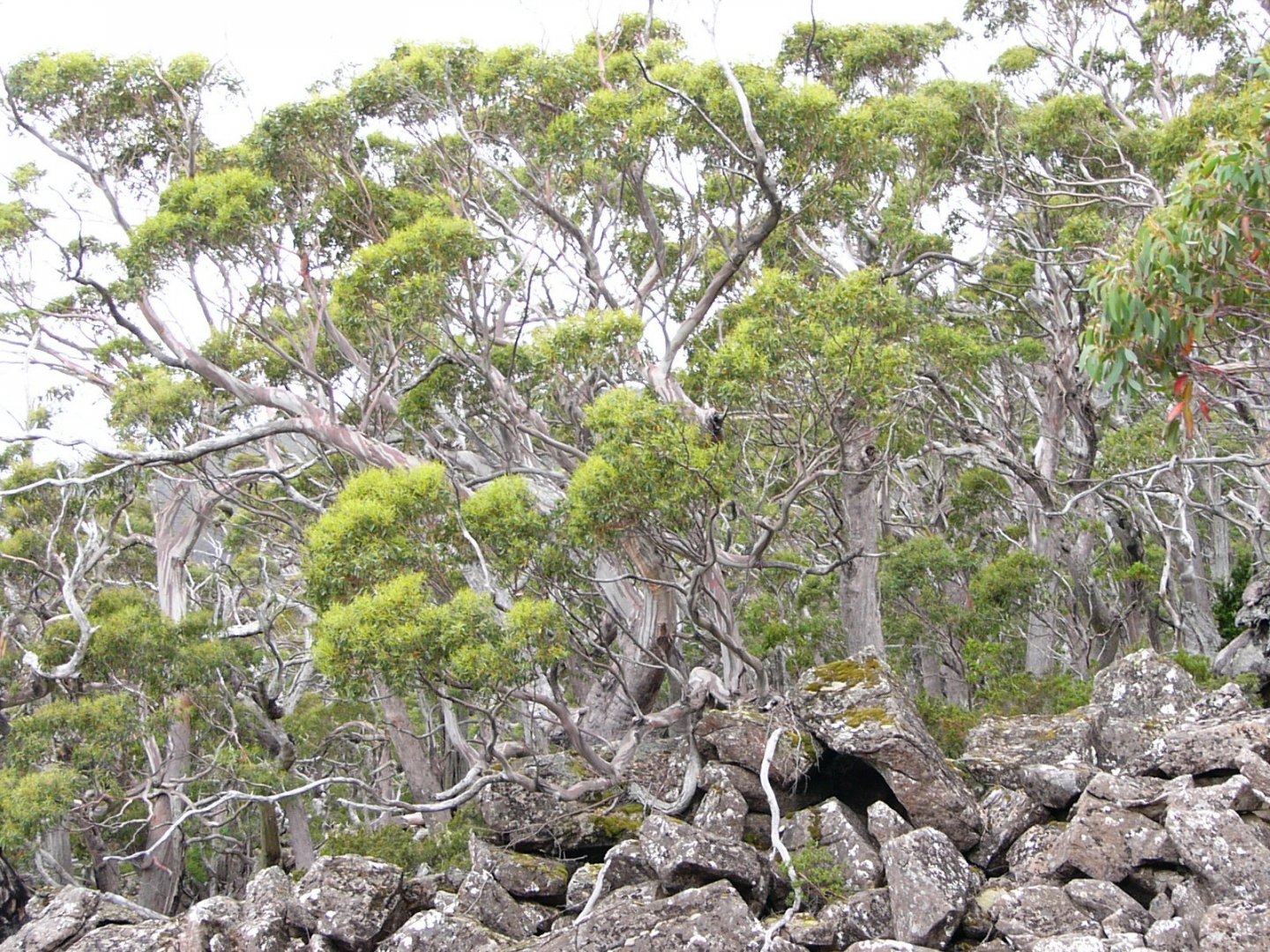Snow gums.  Tasmania
