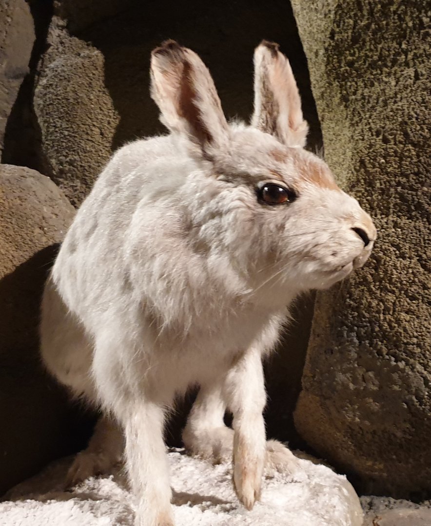 Snow hare
