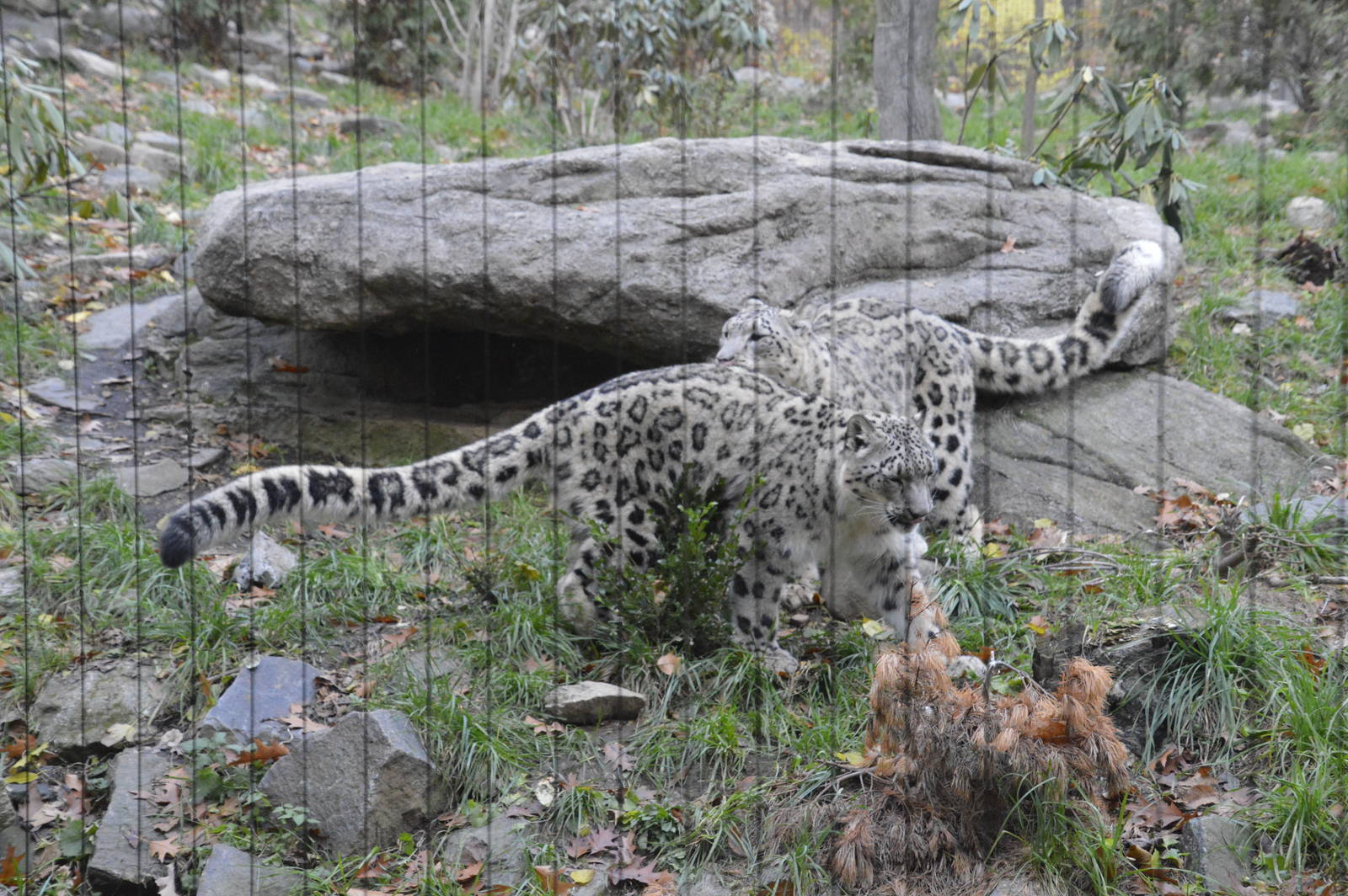 Snow Leopard 031215