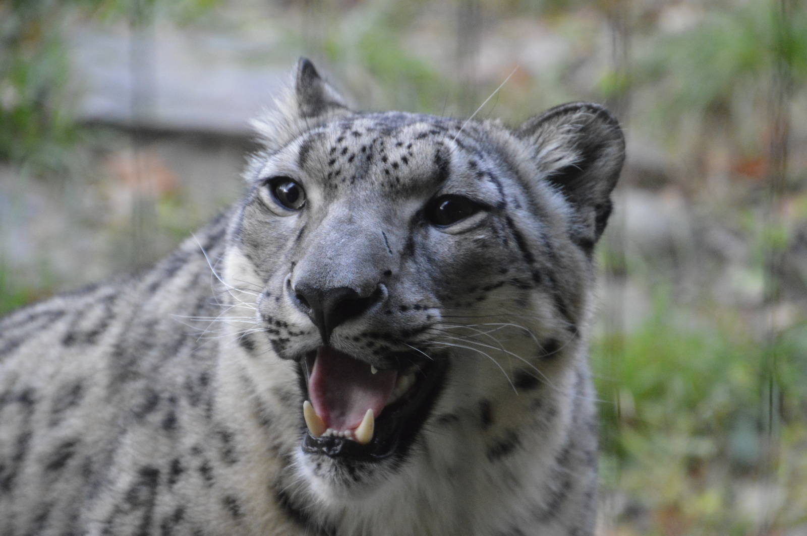 Snow Leopard 031215