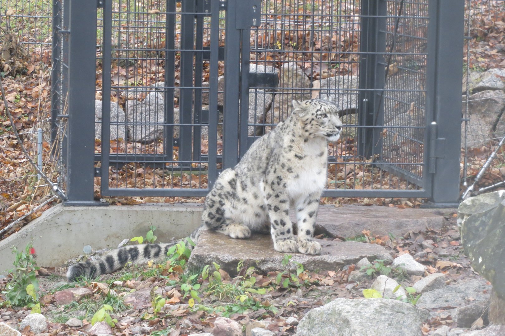 Snow leopard 031218