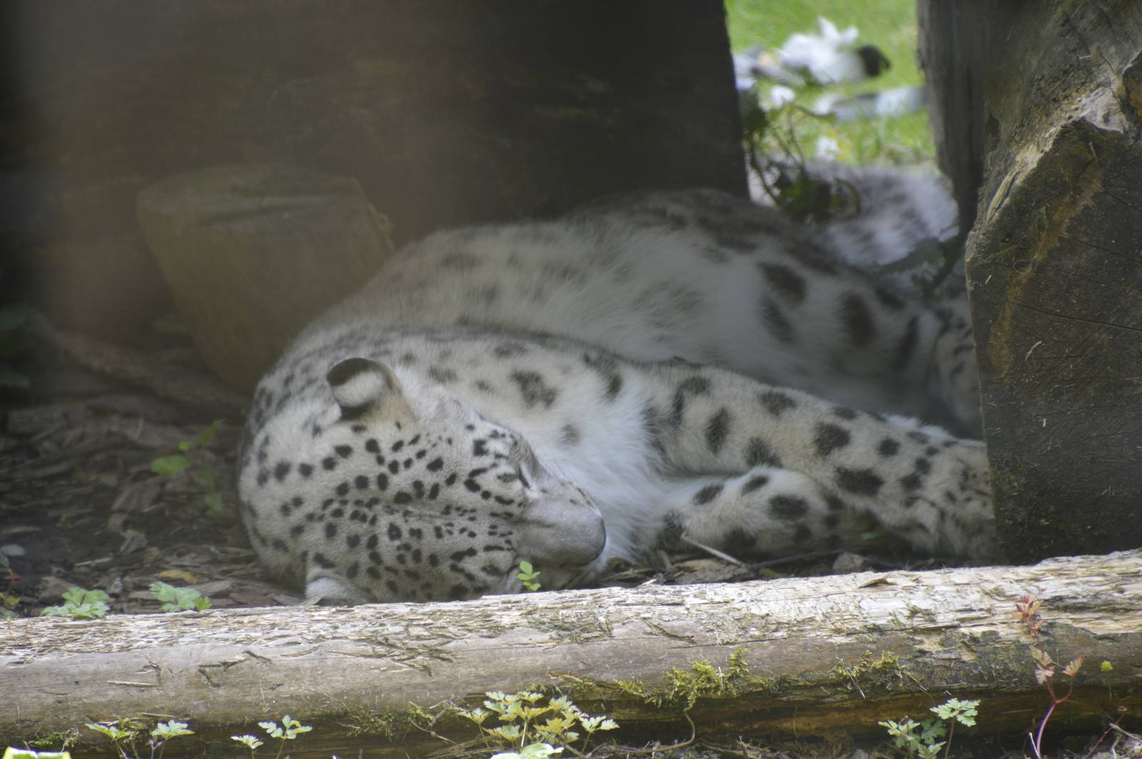 Snow Leopard 090716
