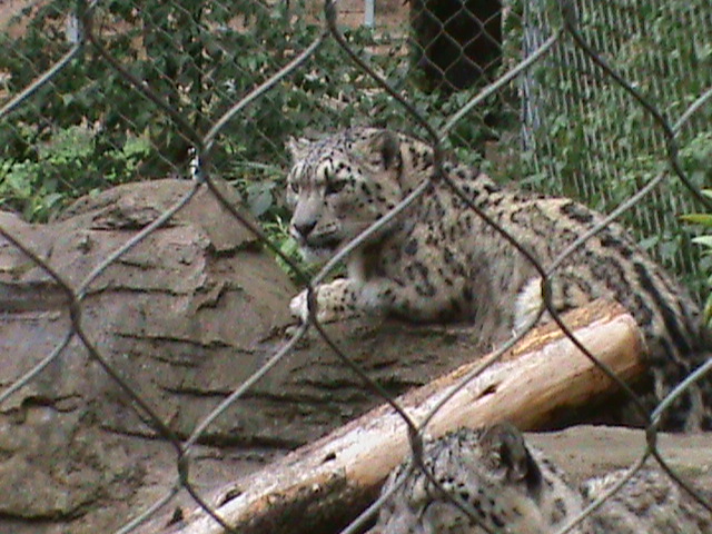 snow leopard 1 08/10