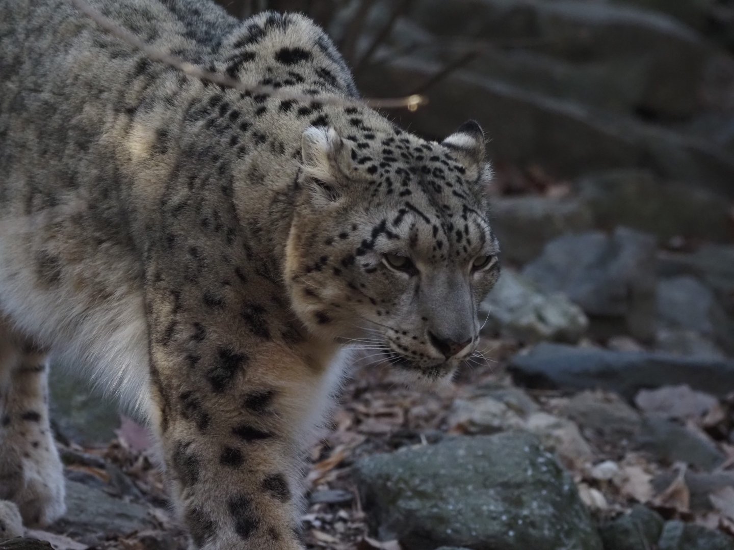 Snow Leopard 1