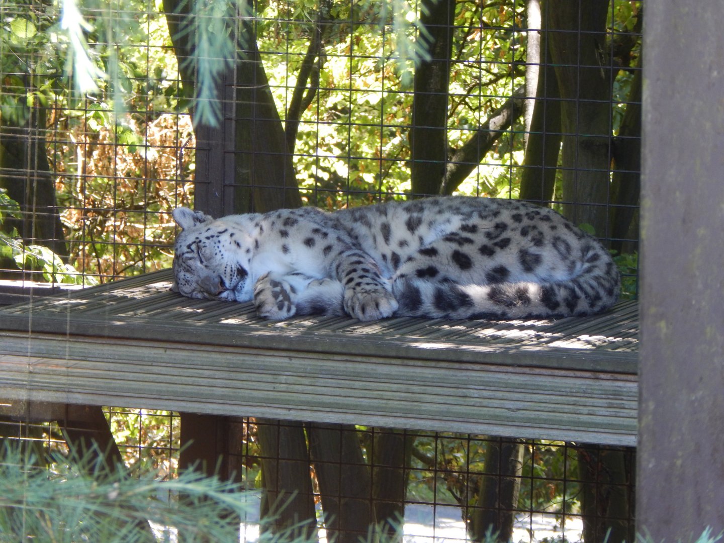 Snow leopard 100722