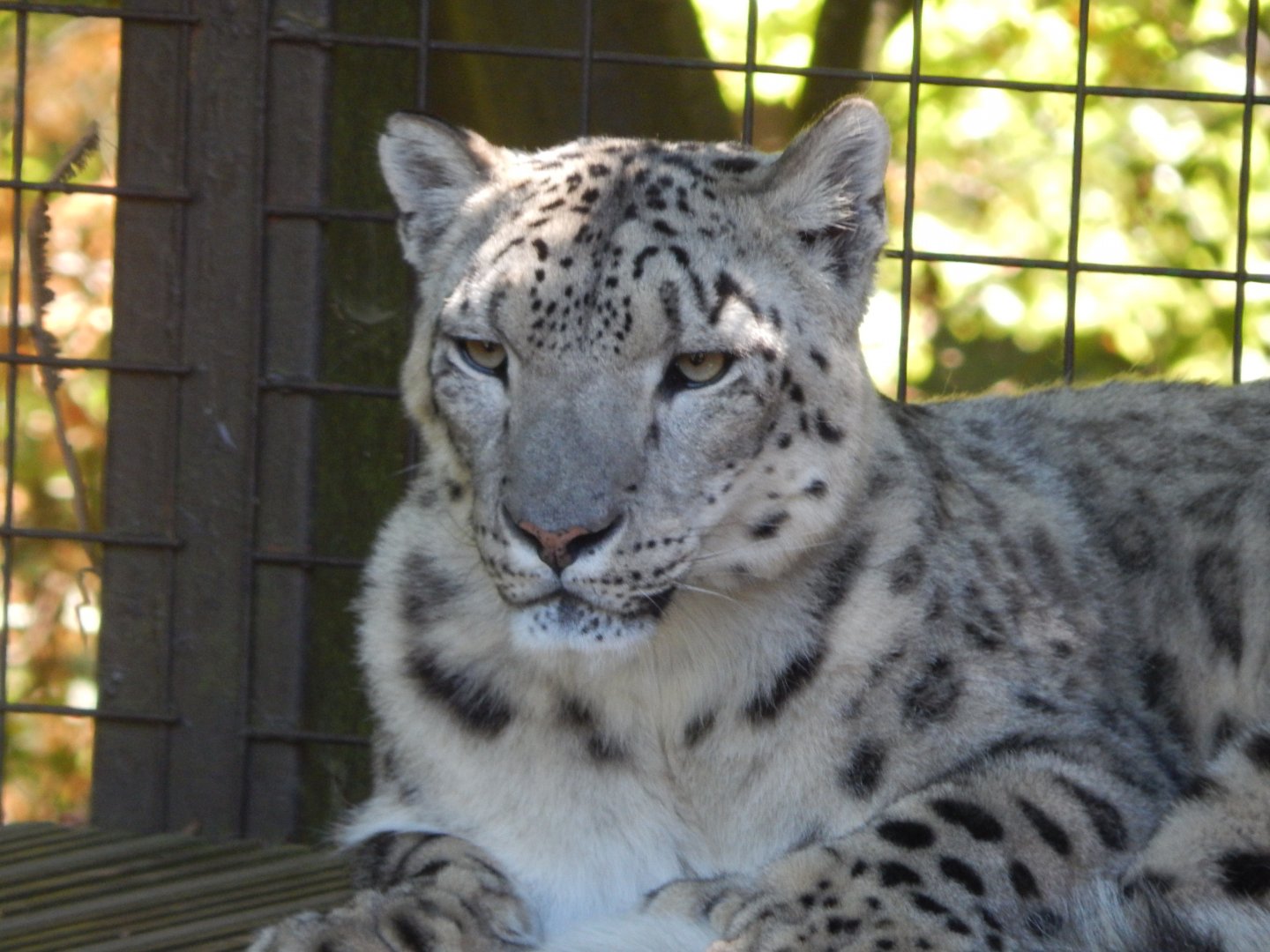 Snow leopard 100722