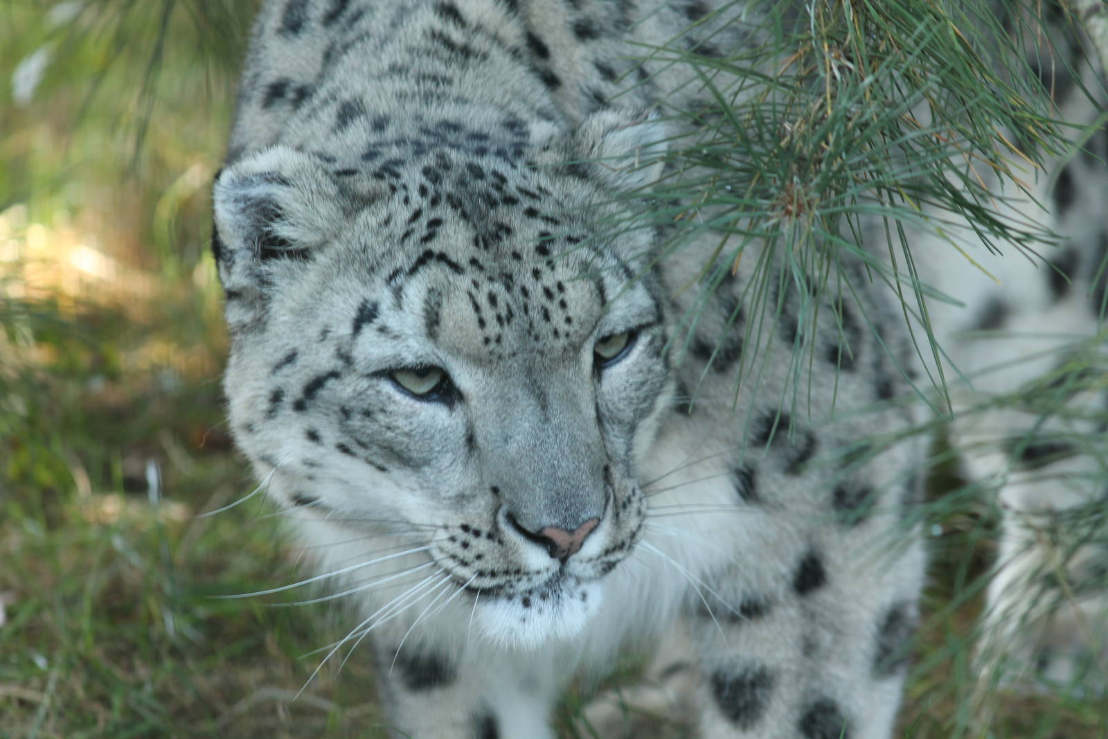 Snow Leopard - 11th September 2016