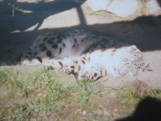 Snow Leopard 12/3/90.