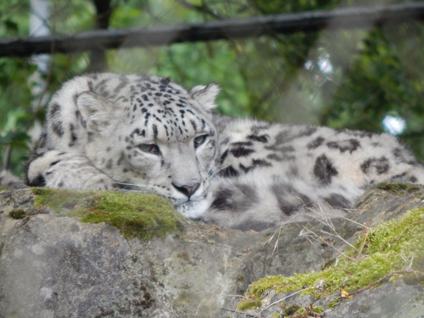 Snow leopard 150725