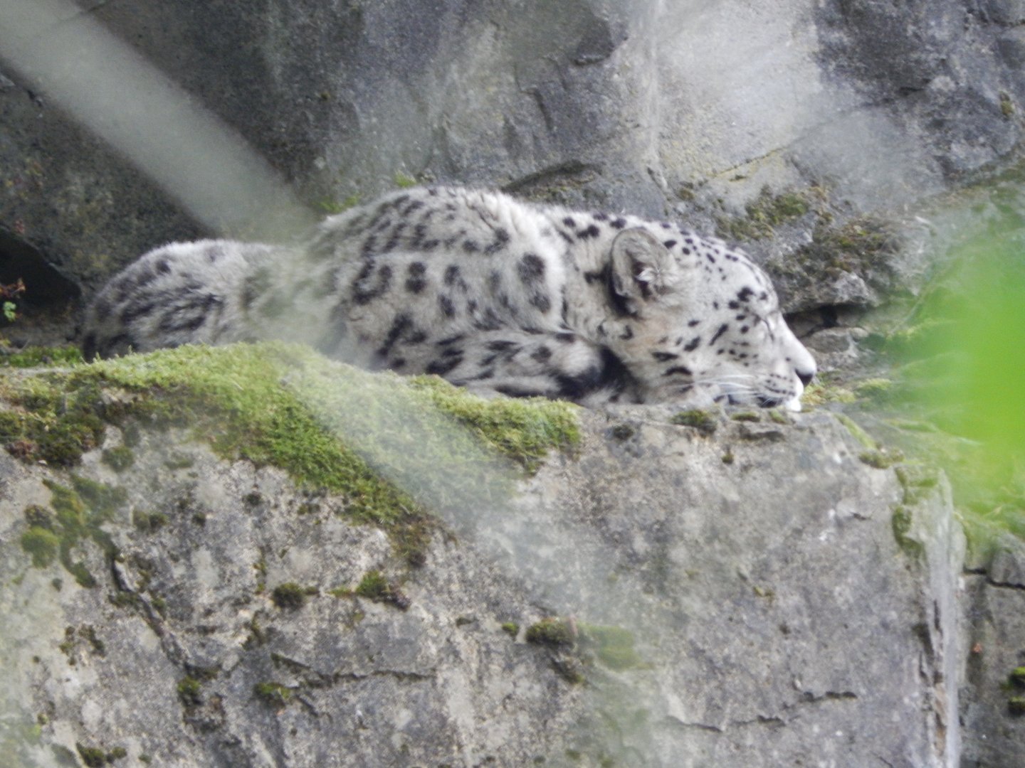 Snow leopard 150725