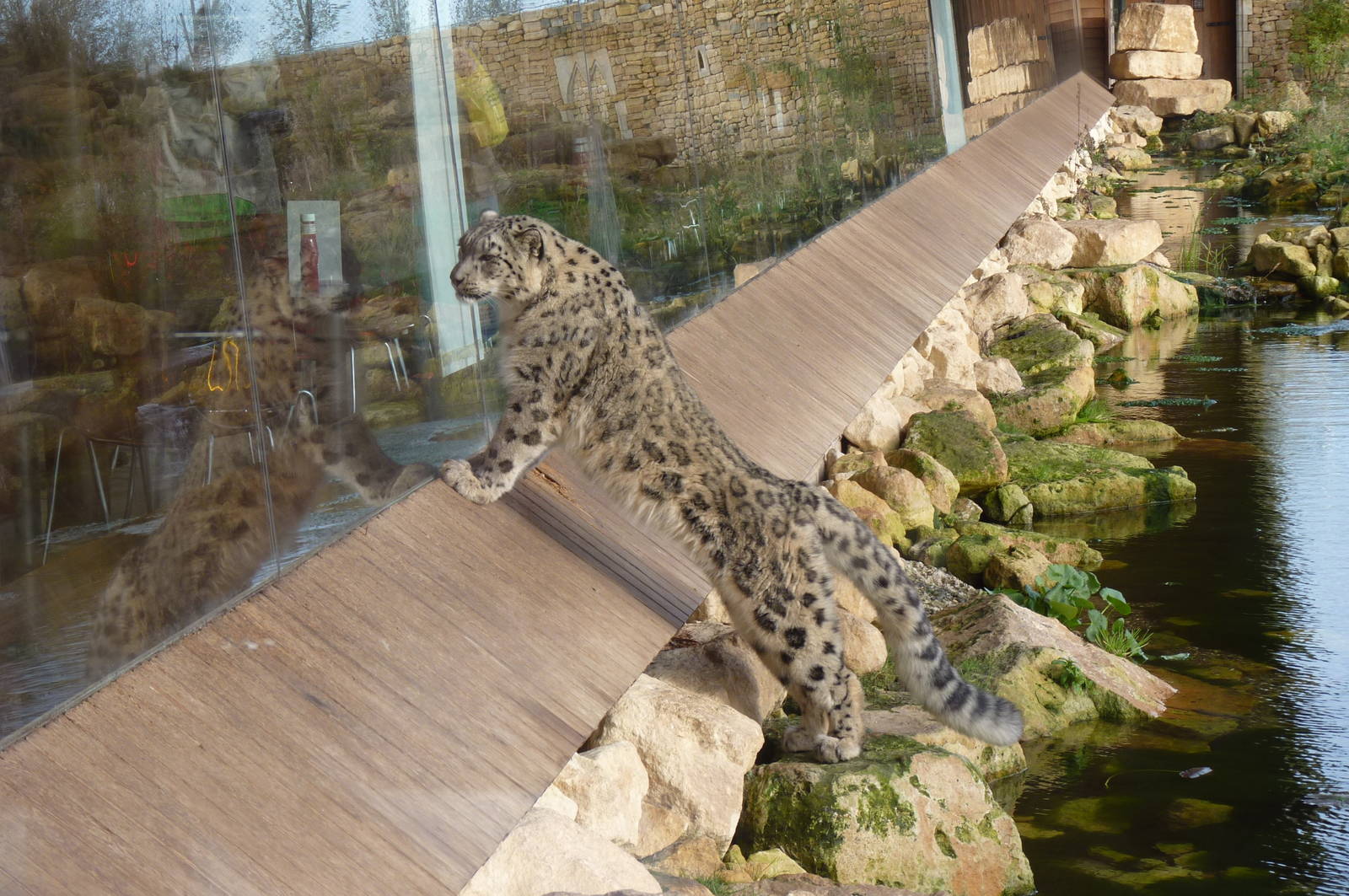 Snow Leopard, 17 October 2012