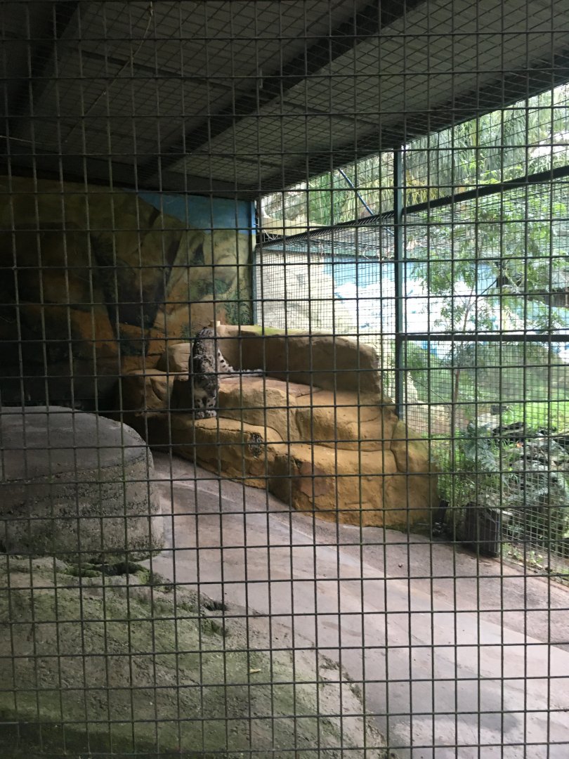 Snow leopard 18/06/21