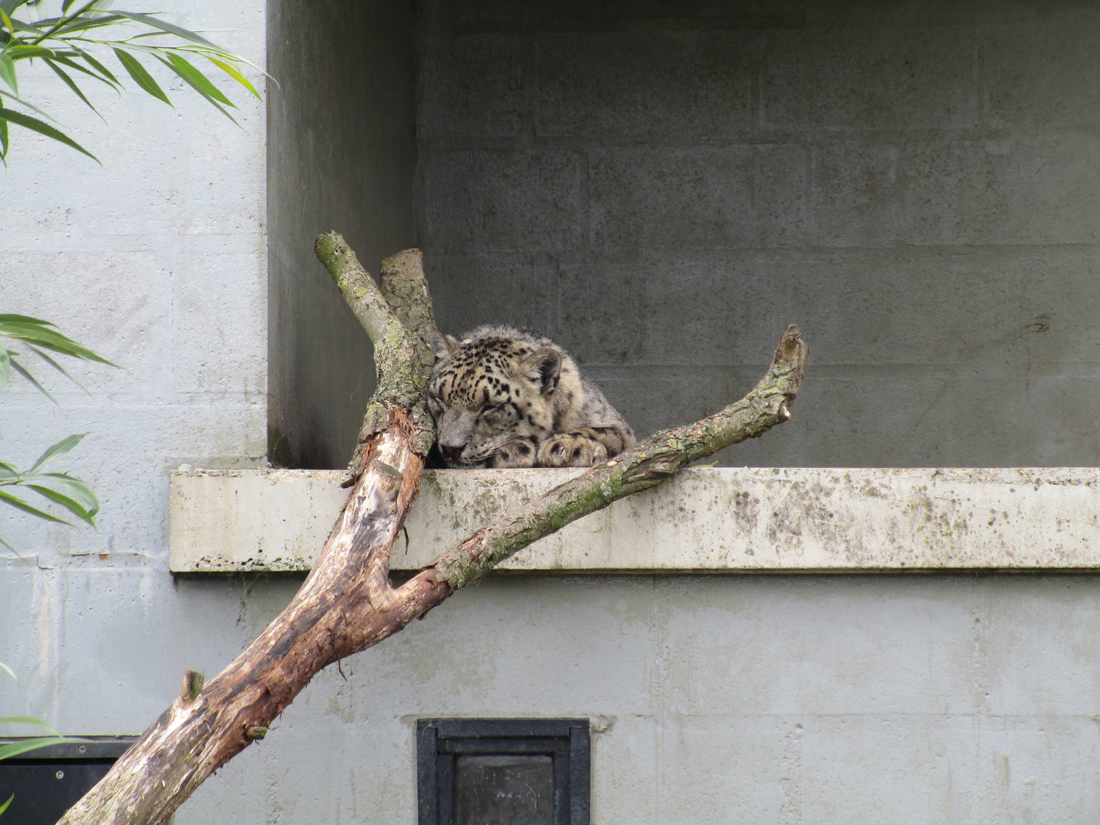 Snow Leopard - 19/07/15