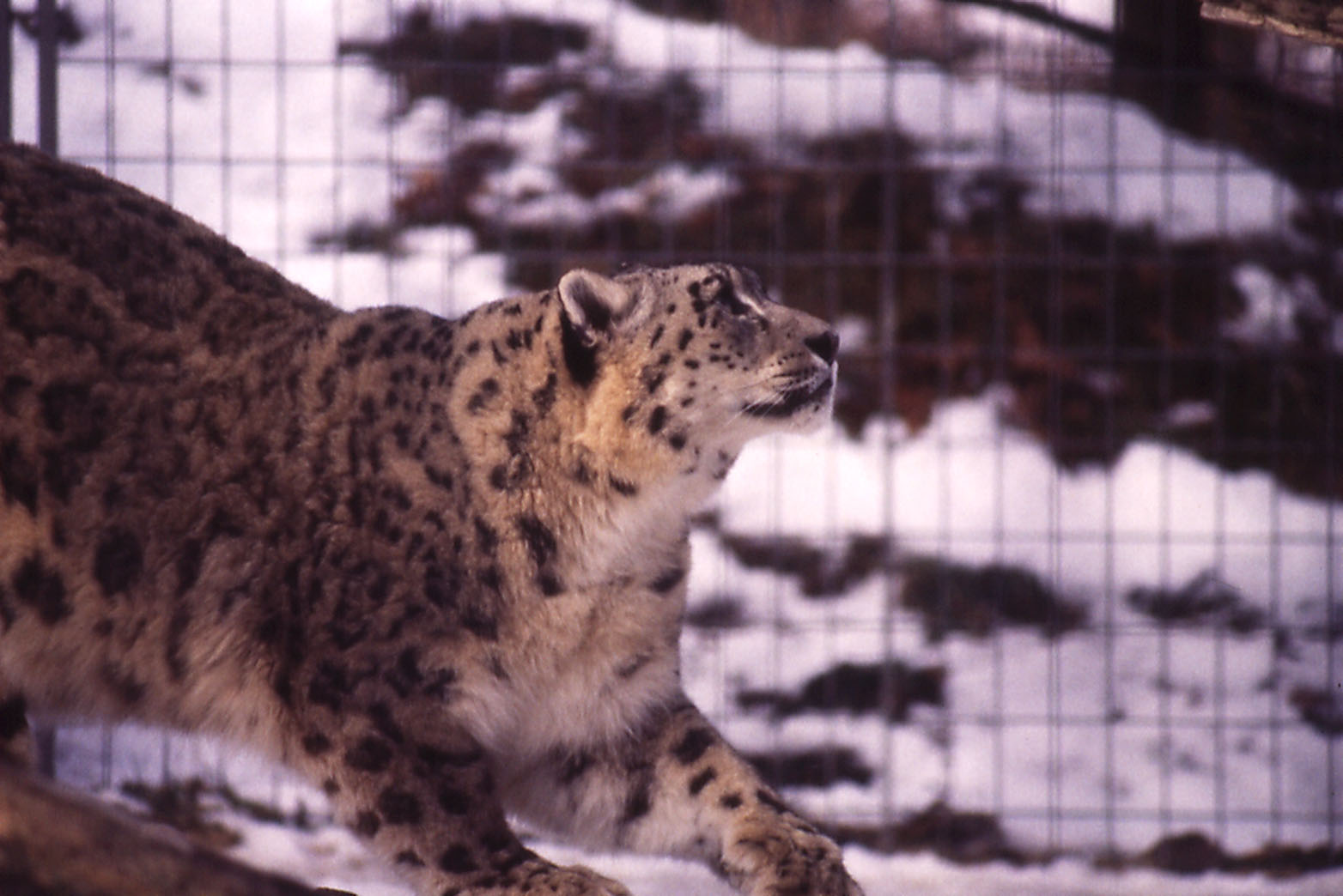 Snow Leopard - 1984