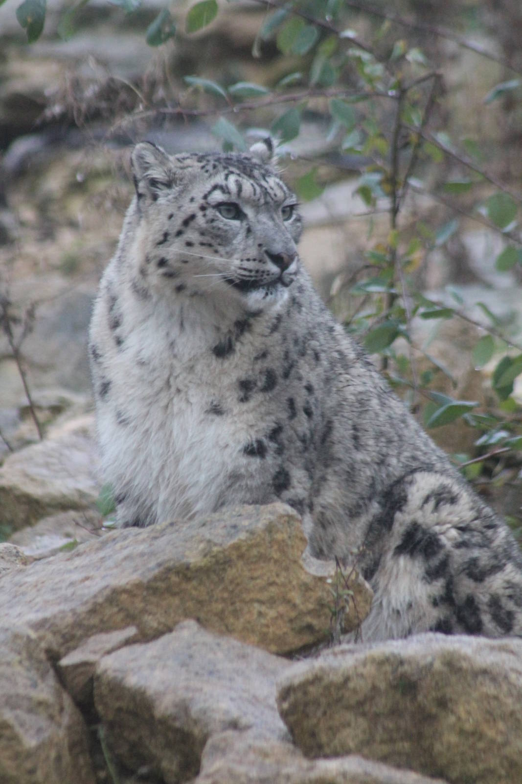 Snow Leopard - 1st Nov 2013