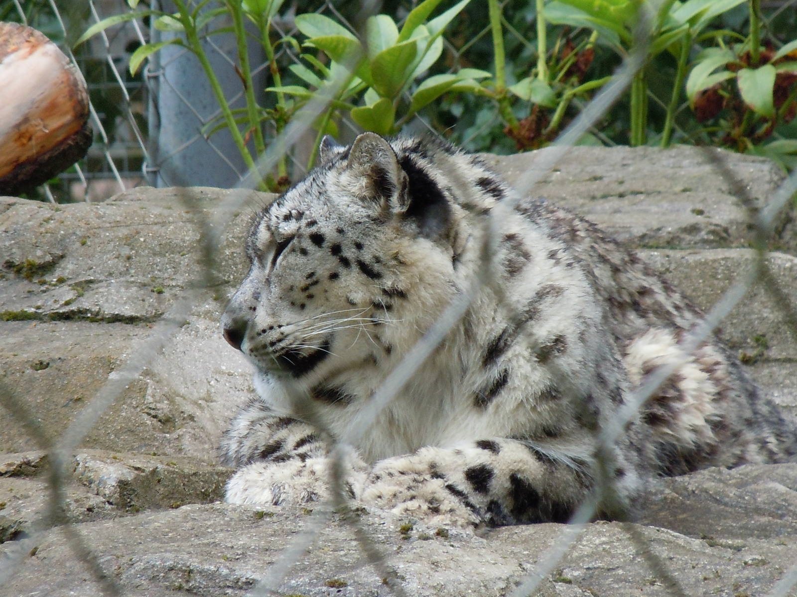 snow leopard 2 08/10