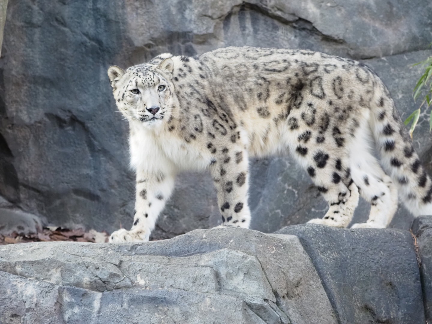Snow Leopard 2