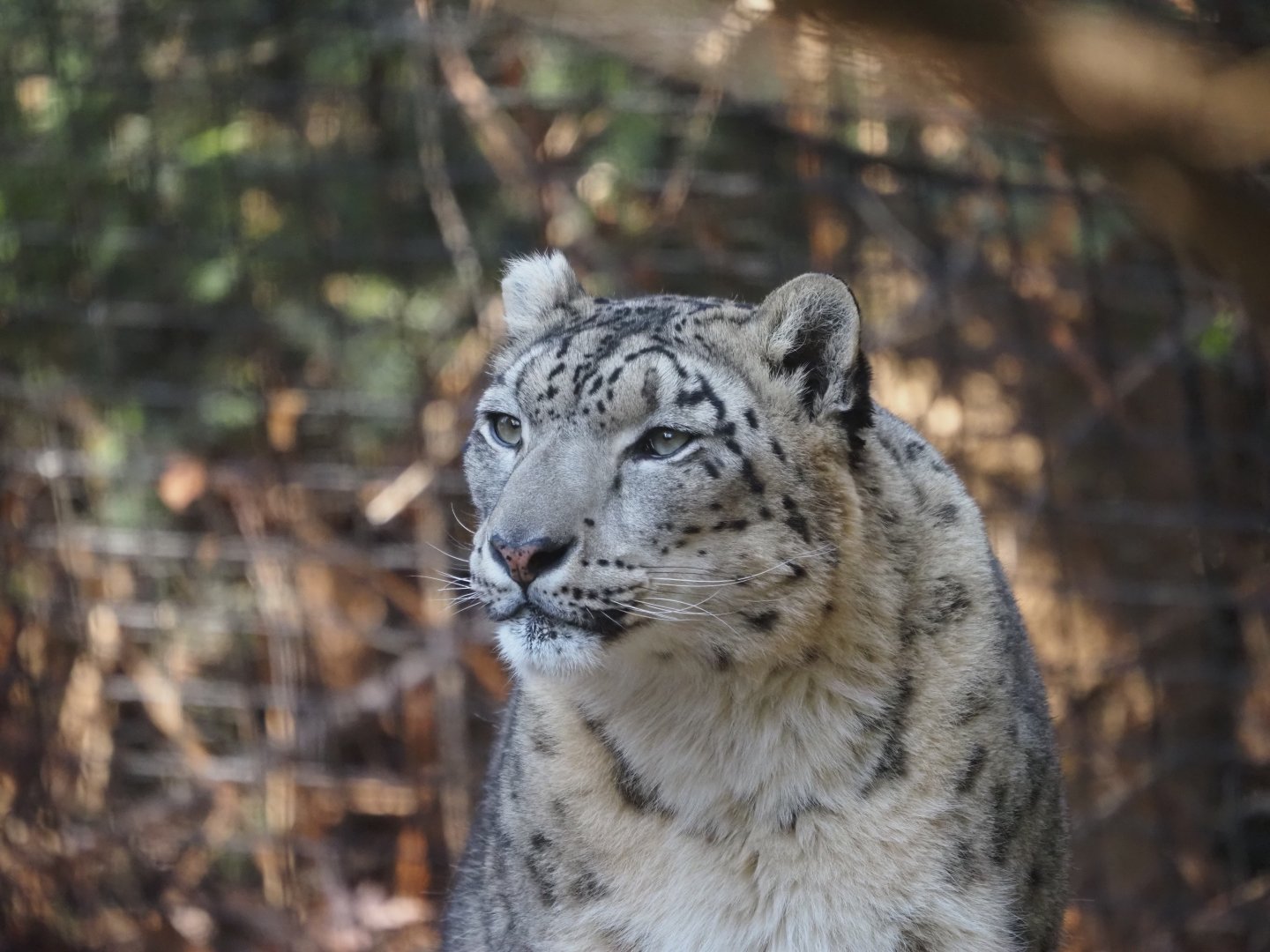 Snow Leopard 2