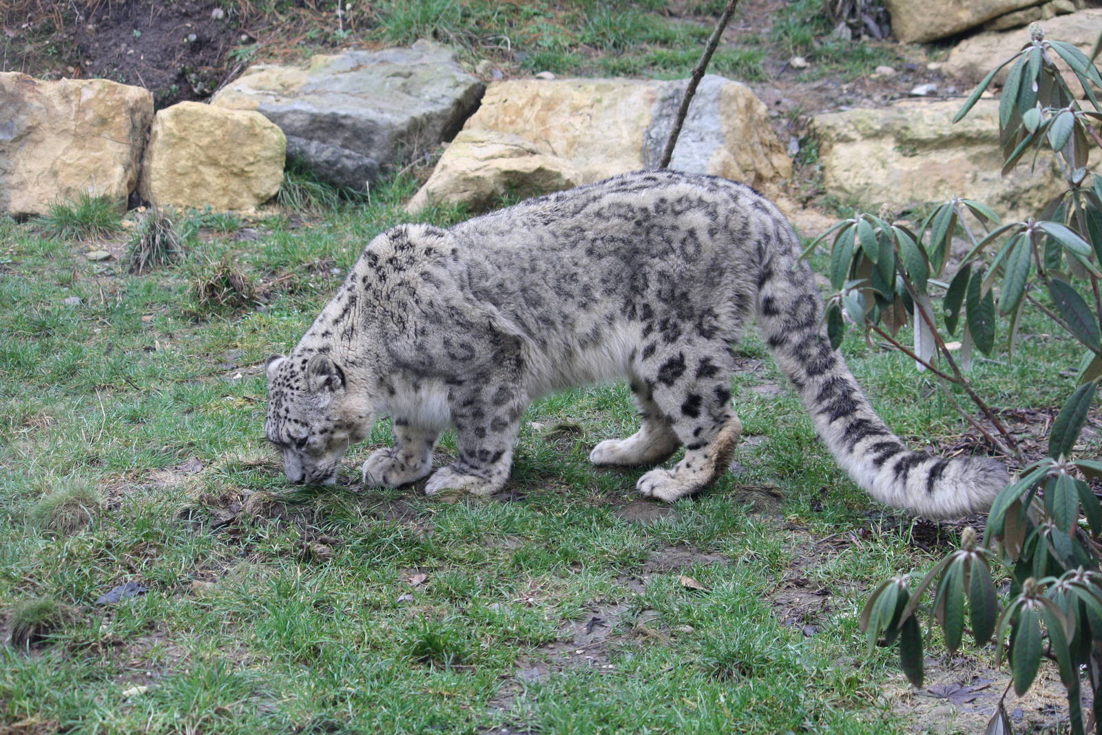 Snow leopard - 20 Feb 2010