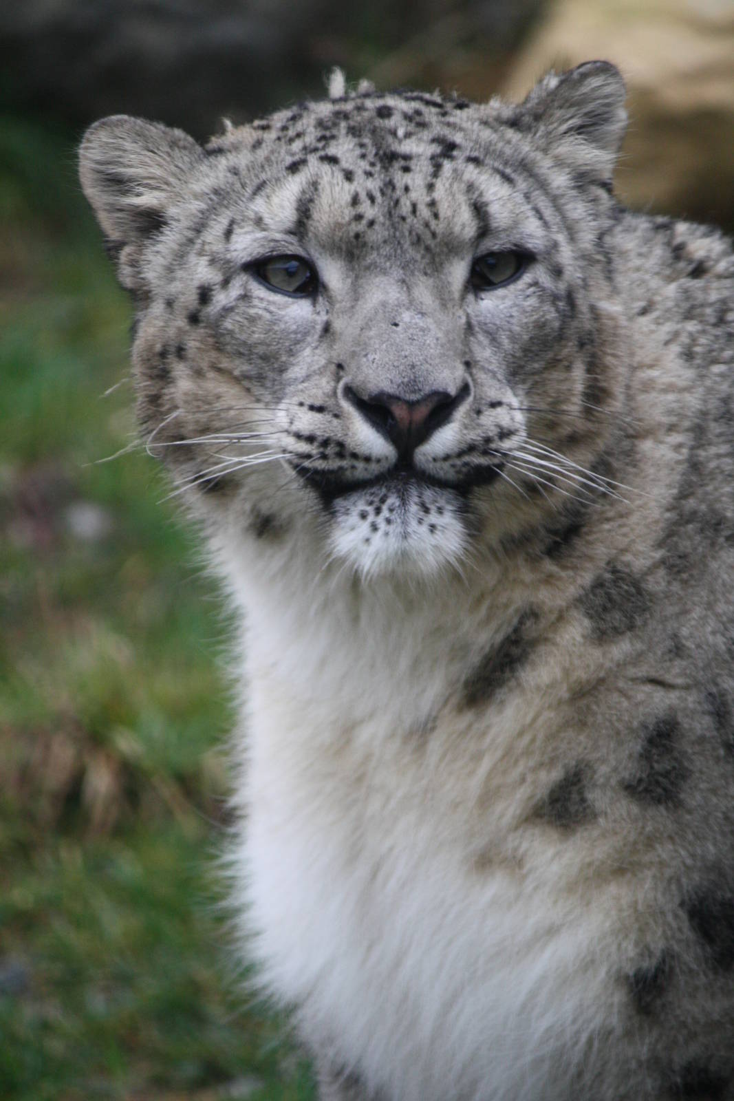 Snow leopard - 20 Feb 2010
