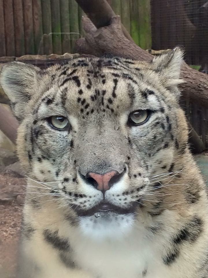 Snow leopard 2015