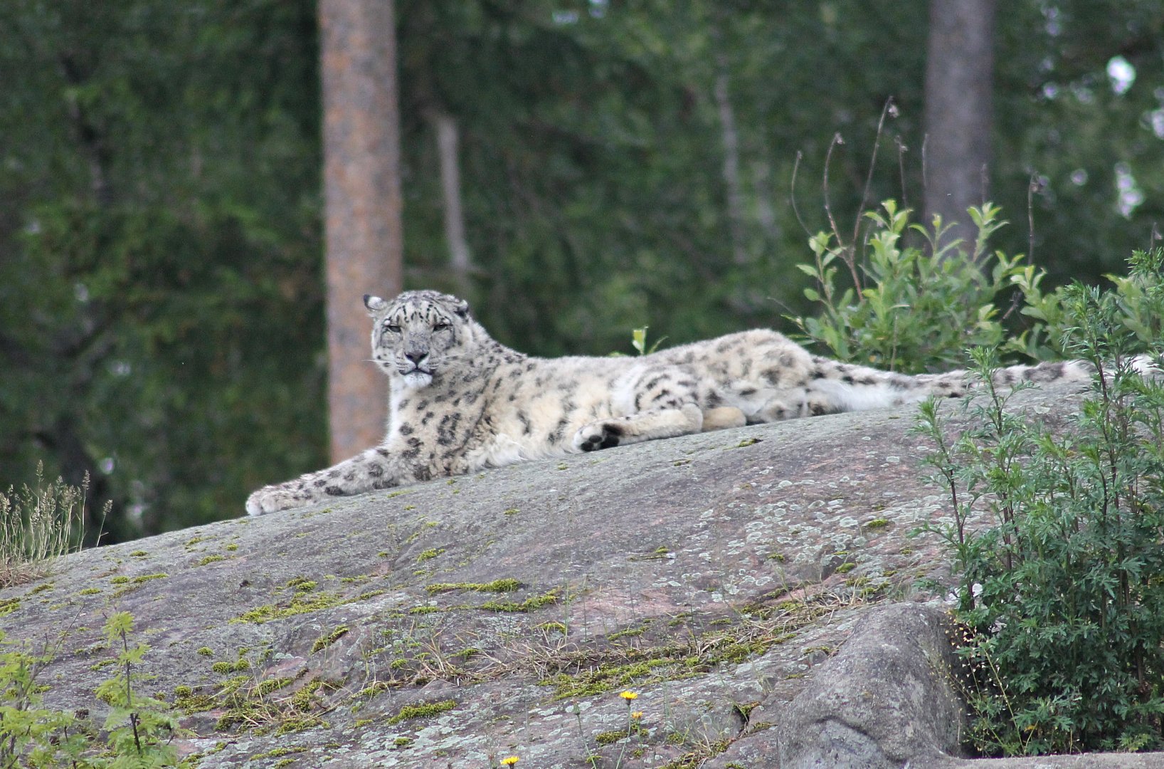 Snow leopard (2015)