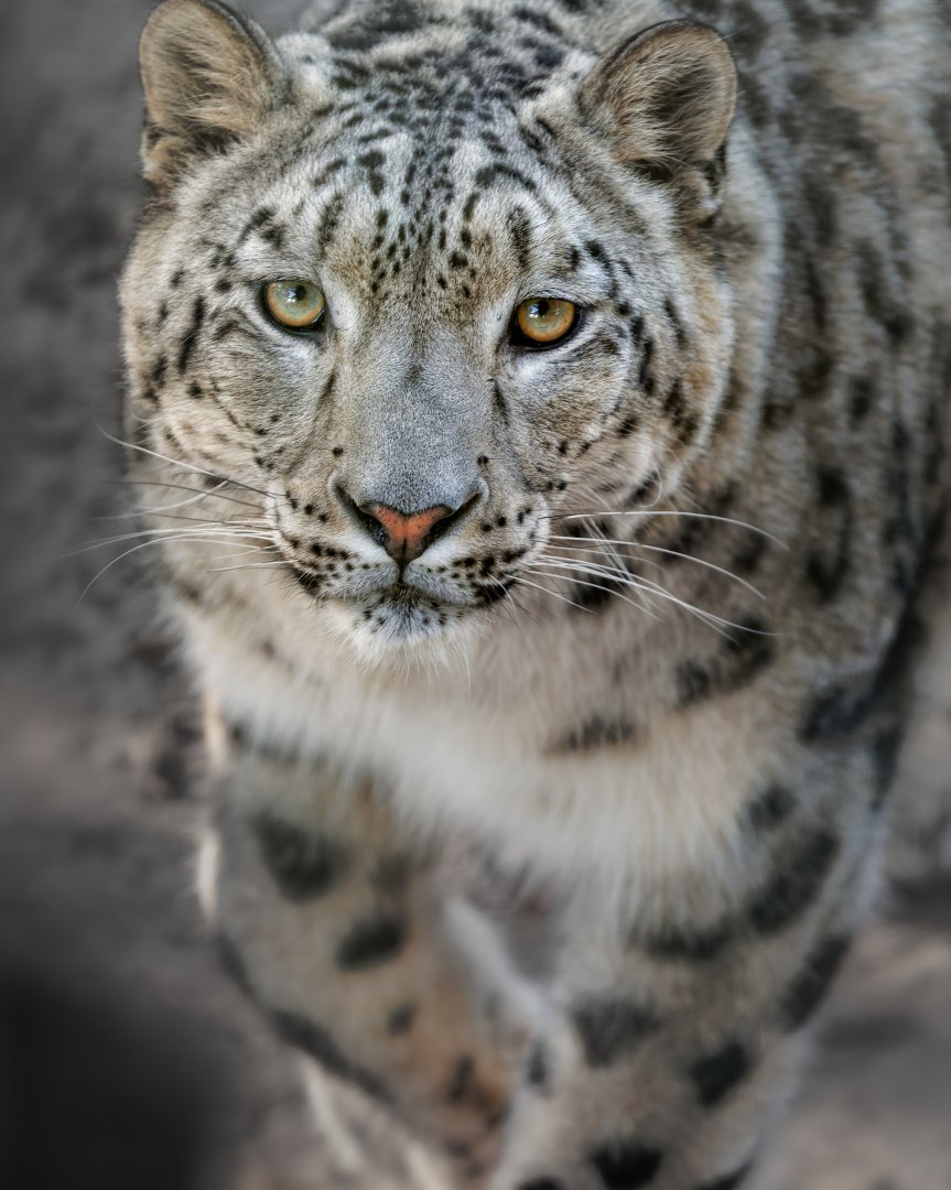 Snow Leopard / 21-1-22 / Thrigby Hall